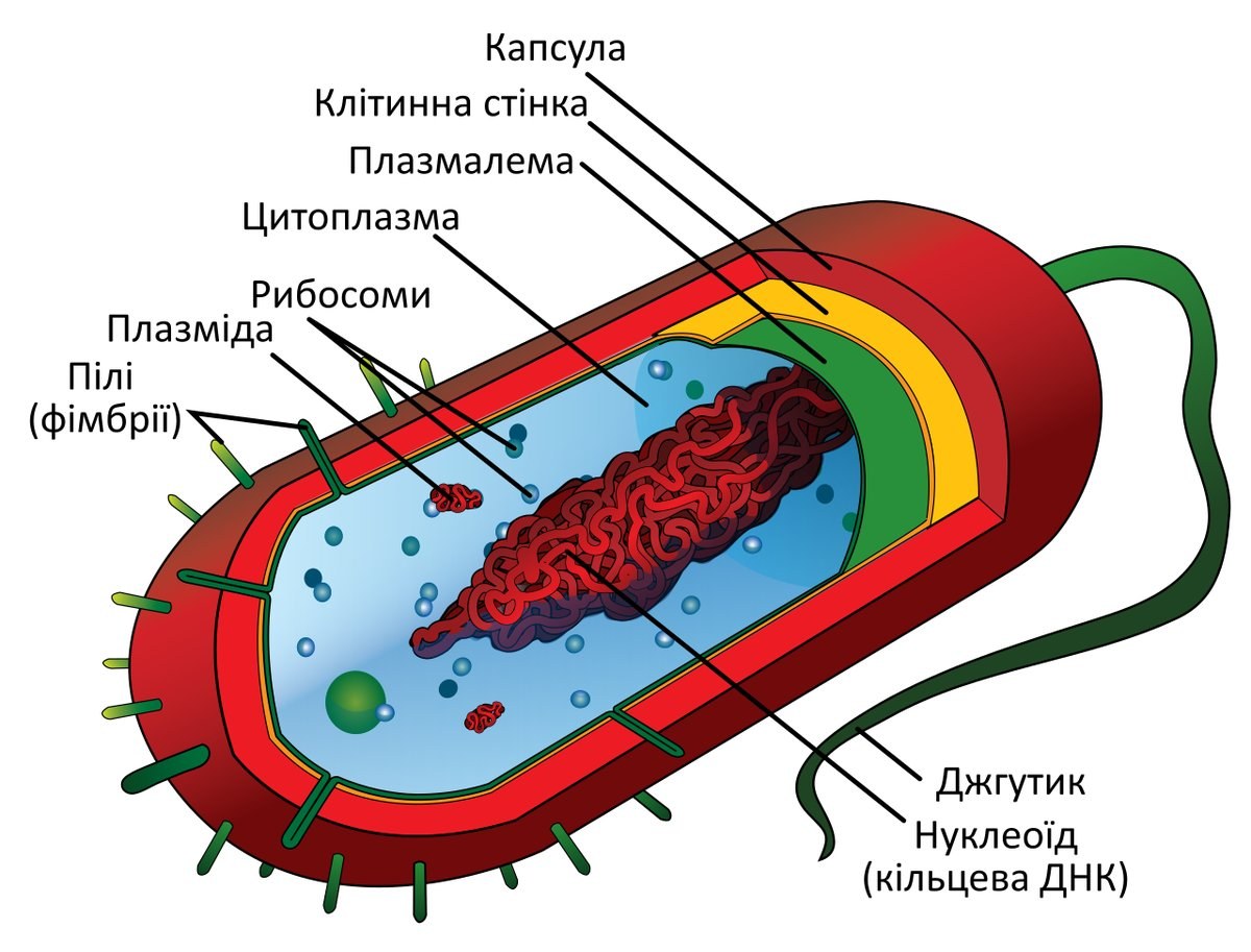 Будова бактеріальної клітини: клітинна стінка, плазмалема, рибосоми, нуклеоїд з кільцевою ДНК, плазміди