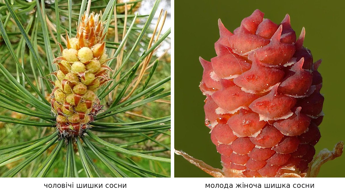 Чоловічі шишки сосни звичайної і молода червонувата жіноча шишка крупним планом