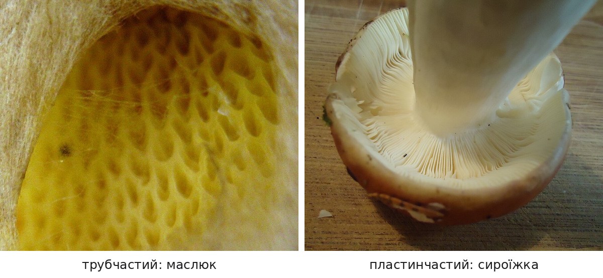 Нижній бік шапки: трубочки гіменофора маслюка і пластинки гіменофора сироїжки