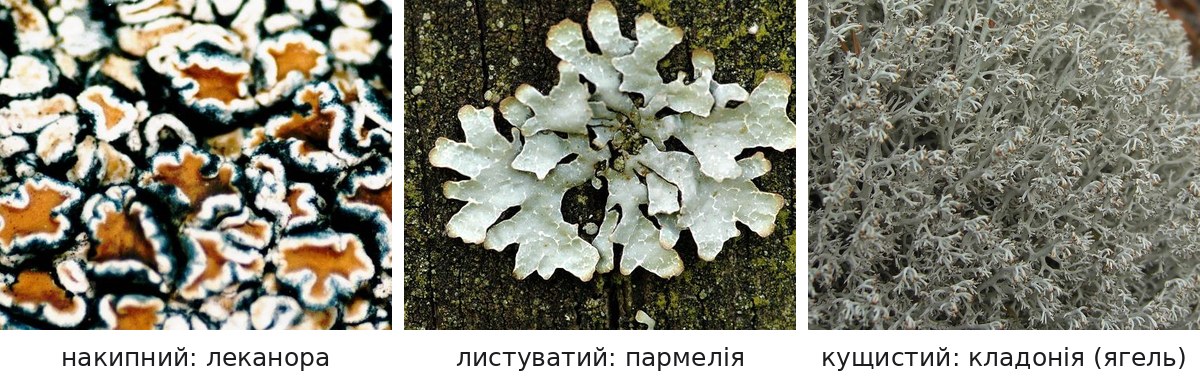 Три форми слані лишайників: накипна леканора, листувата пармелія і кущиста кладонія