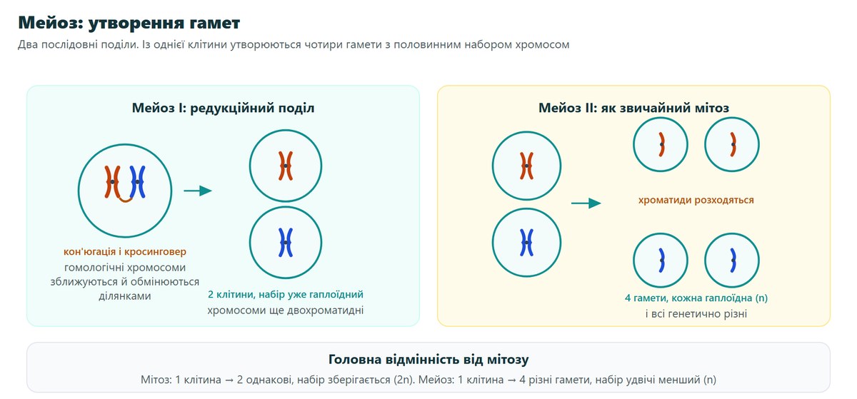 Мейоз I і мейоз II: кросинговер, дві гаплоїдні клітини, потім чотири генетично різні гамети